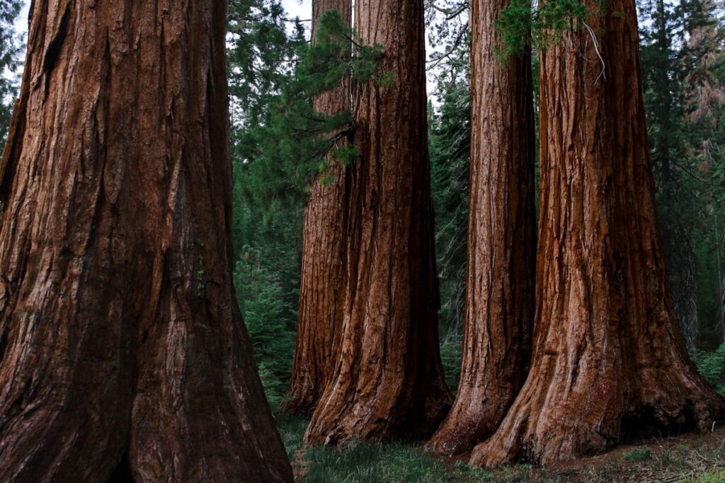 Sequoia and Kings Canyon National Parks